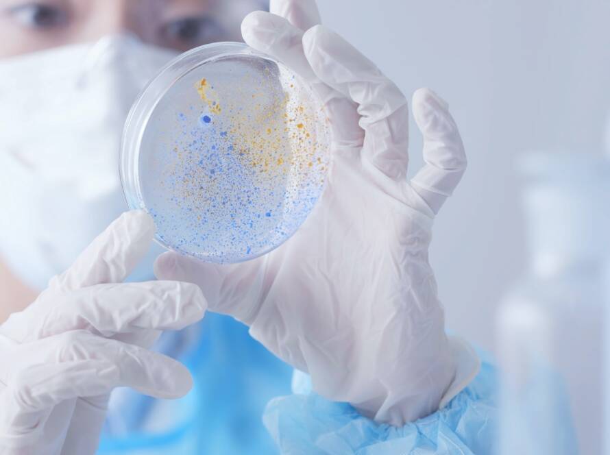 Scientist checking Petri dish